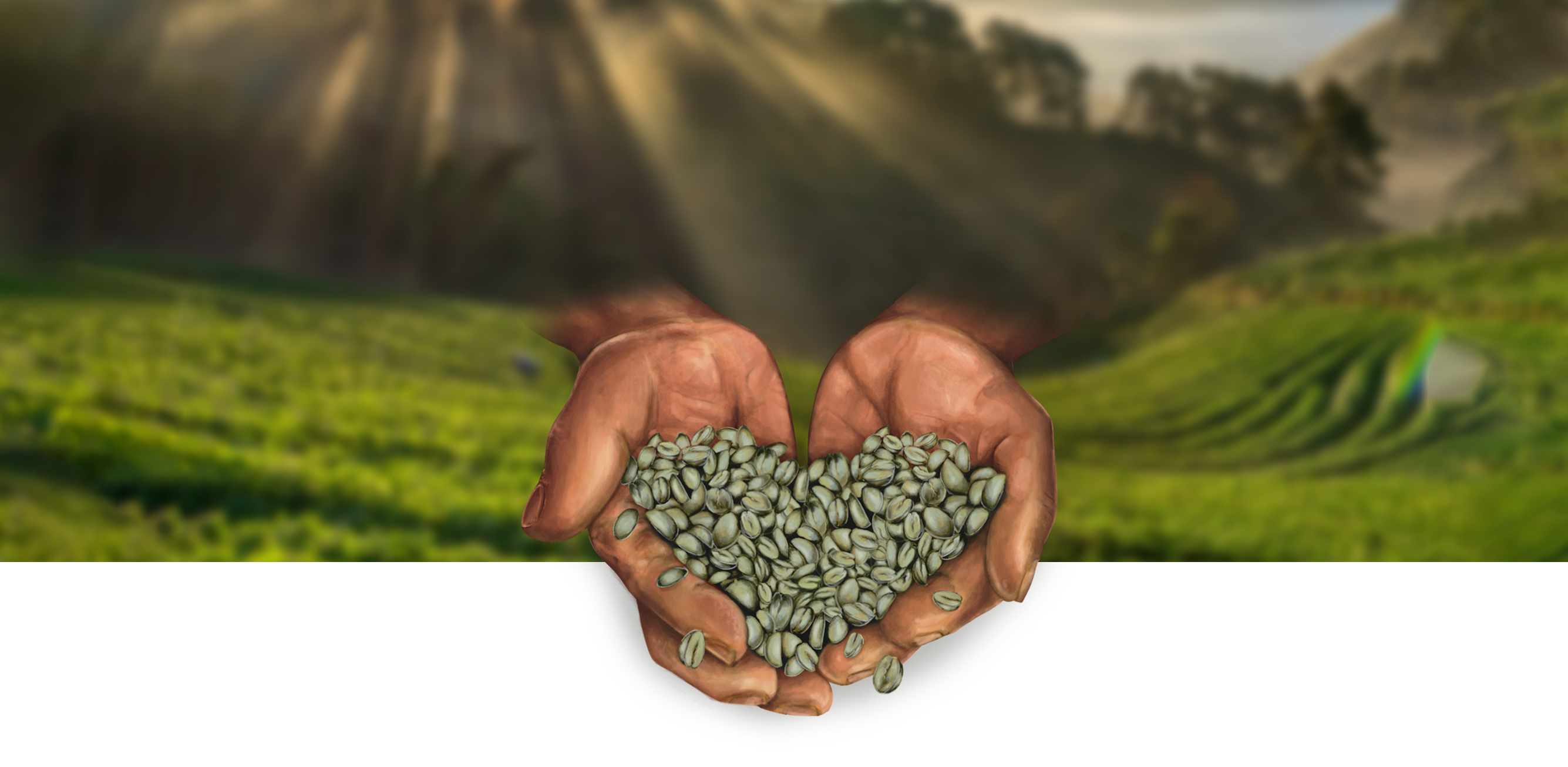 Banner Chirinos Coffee