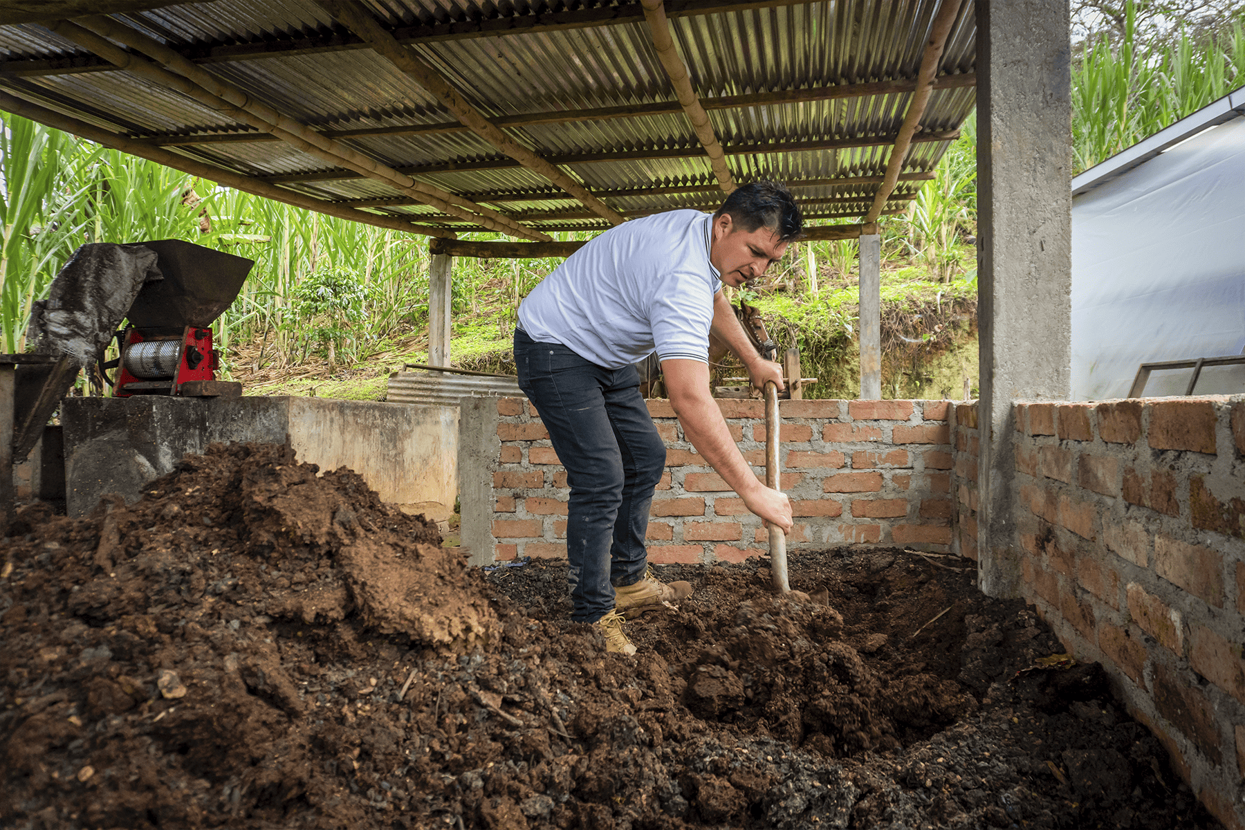 Productores revisando calidad del grano